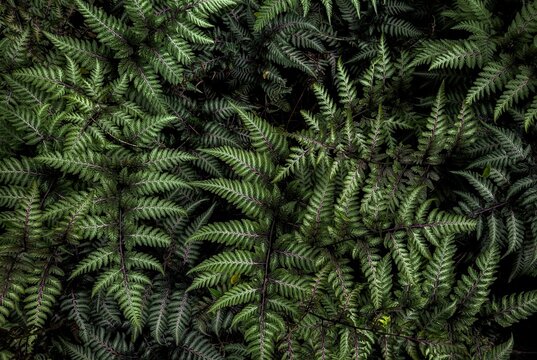 Top View Of The Bunch Of Dark Ferns