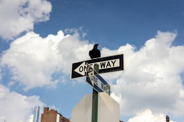 Close-up shot of a raven sitting on one-way signs with a cloudy blue sky
