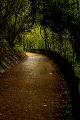 curved road with trees on the sides

