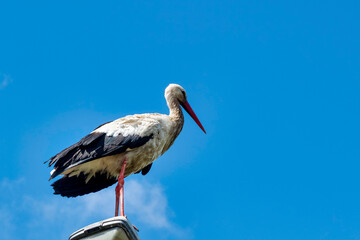 Adult white stork (Ciconia ciconia) on the street lamp - Choczewo, Pomerania, Poland