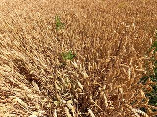 wheat field in the countryside