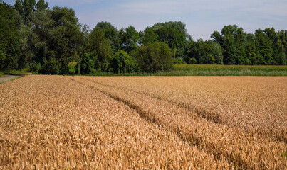 wheat field in the countryside