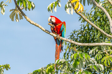 Red and Green Macaw