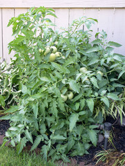 Compact Urban Tomato Plant with Ripening Tomatoes
