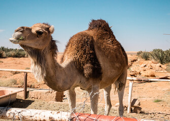 A camel in the Errachidia desert in southern Morocco