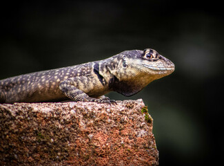 Pequeno lagarto em cima de uma rocha