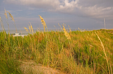 Obraz premium Sea Oats at the Beach