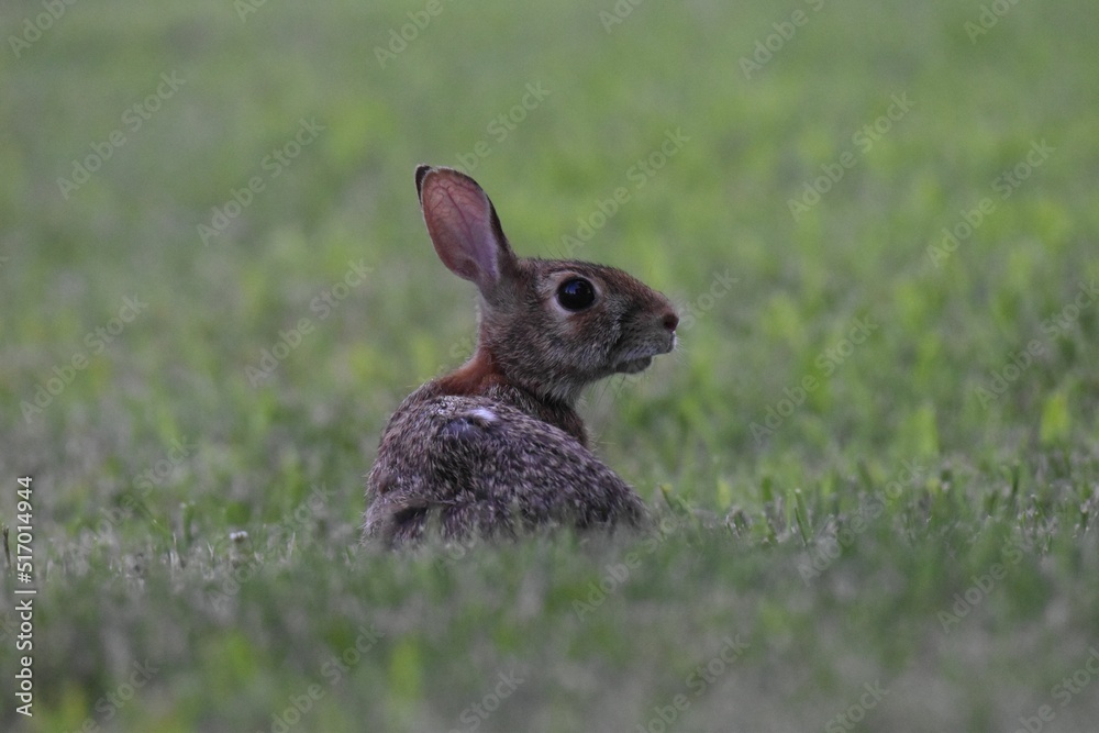 Wall mural selective focus shot of adorable eastern cottontail resting in the green field