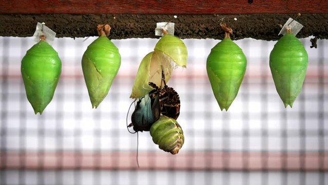 a blue morpho butterfly emerges from its chrysalis at a butterfly house in costa rica