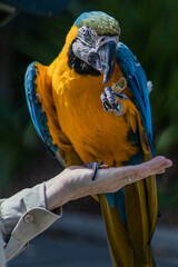 Vertical shot of a macaw on a hand eating peanuts © Flyne/Wirestock Creators