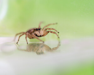 salticidae