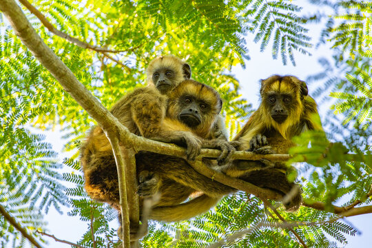 Alouatta caraya