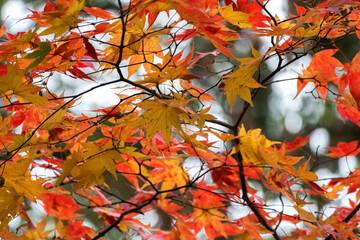 Autumn leaves in the nature