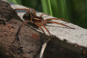 Obraz premium spider on the web, Raft spider in macro on a wooden bar
