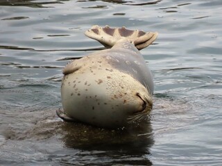 Harbor Seal with a fan tail