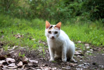 Naklejka na ściany i meble 大分県　別府市　朝見で撮影した白猫