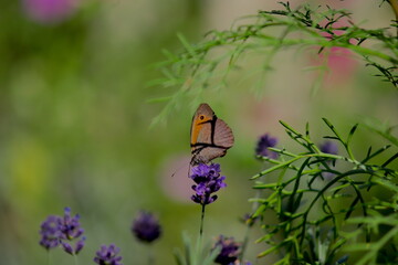motyl siedzący na kwiatku lawendy