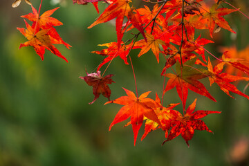 Autumn leaves in the nature
