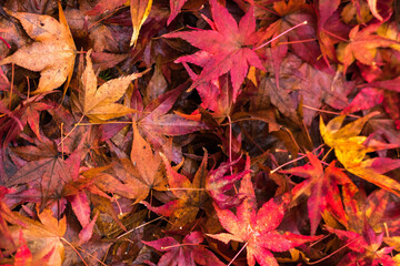 Autumn leaves in the nature