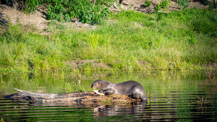 Giant Otter