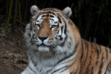 Fototapeta premium Front view of a Tiger