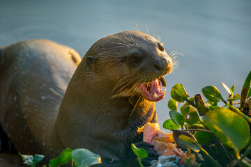 Giant Otter