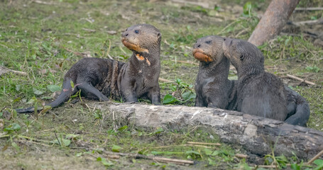 Giant Otter