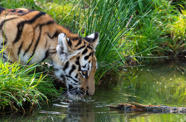 Siberian tiger drinking water from the lake