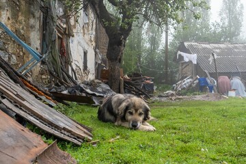 Sarplaninac dog in a distance laying on grass under Abandoned stone houses in North Macedonia