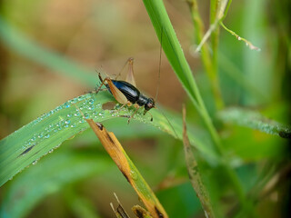 Little grasshopper on the leaf in the morning, macro photography, extreme close up