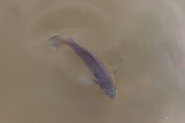 A top view of a fish swimming in a lake 