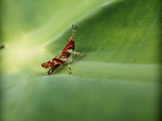 grasshopper on a leaf, macro photography, extreme close up