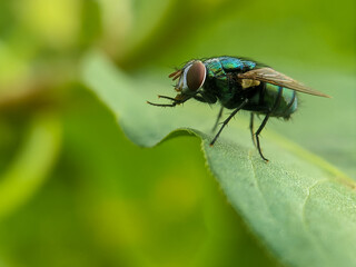 fly on leaf, macro photography, extreme close up