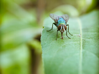 fly on leaf, macro photography, extreme close up