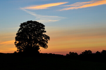Fototapeta na wymiar Tree Silhouette at sunset