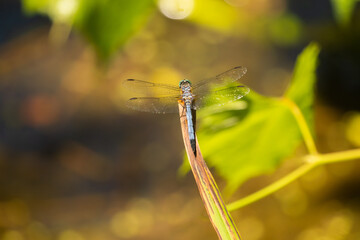 Blue dragonfly sitting on a branch 