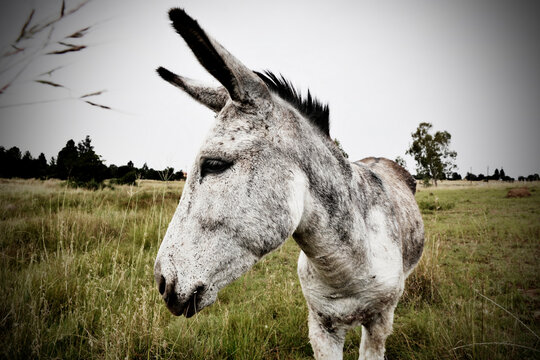 Eselskopf Bilder Durchsuchen 39,513 Archivfotos, und