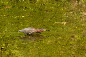 Green Heron stalking its prey in a river in Ohio 