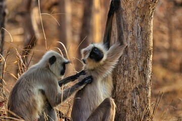 Closeup of a Gray Langur monkey scratching the back of another monkey