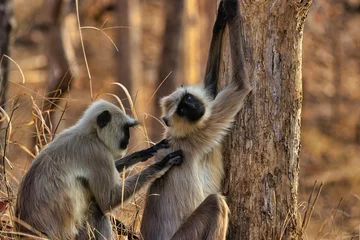 Fotobehang Closeup of a Gray Langur monkey scratching the back of another monkey © Joydeep Mitra/Wirestock Creators