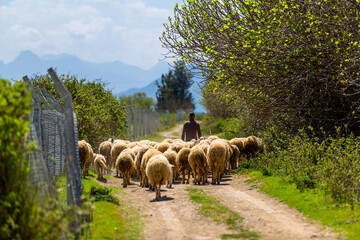 A shepherd grazing his sheep