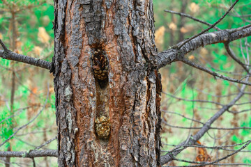 Woodpeckers extract seeds from connect using anvils, in which they put cone after removing it from tree