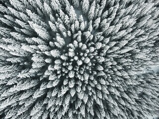 Aerial view of snowy pine trees in a forest