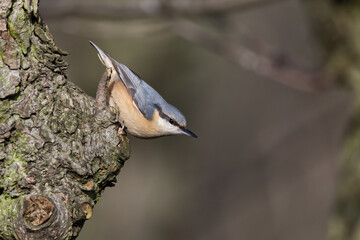Nuthatch