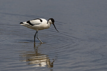 Avocet