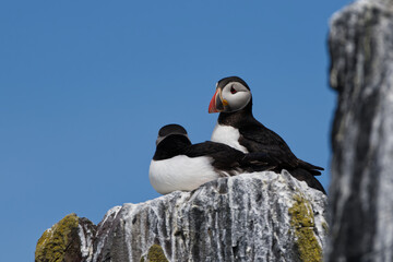 A pair of puffins