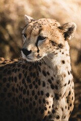 Closeup of a Southeast African cheetah (Acinonyx jubatus jubatus) © Tomáš Malík/Wirestock Creators