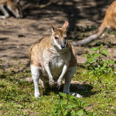 Naklejka na ściany i meble The agile wallaby, Macropus agilis also known as the sandy wallaby