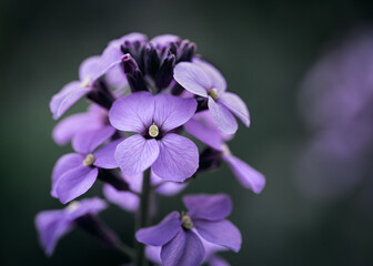 Dame's Rocket, purple flower, flowers, macro, nature, petals