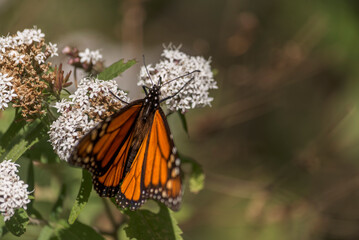 Beautiful monarch butterfly feeding on a flower at a Mexican park